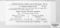 Puccinia recondita image